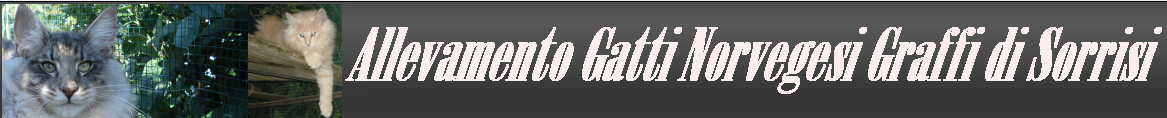 Allevamento Gatti Norvegesi Graffi di Sorrisi