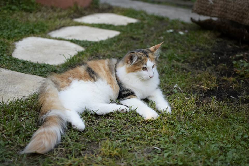 GATTO NORVEGESE CUCCIOLI ALETTA