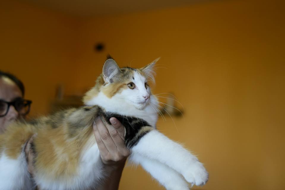 GATTO NORVEGESE CUCCIOLI ALETTA
