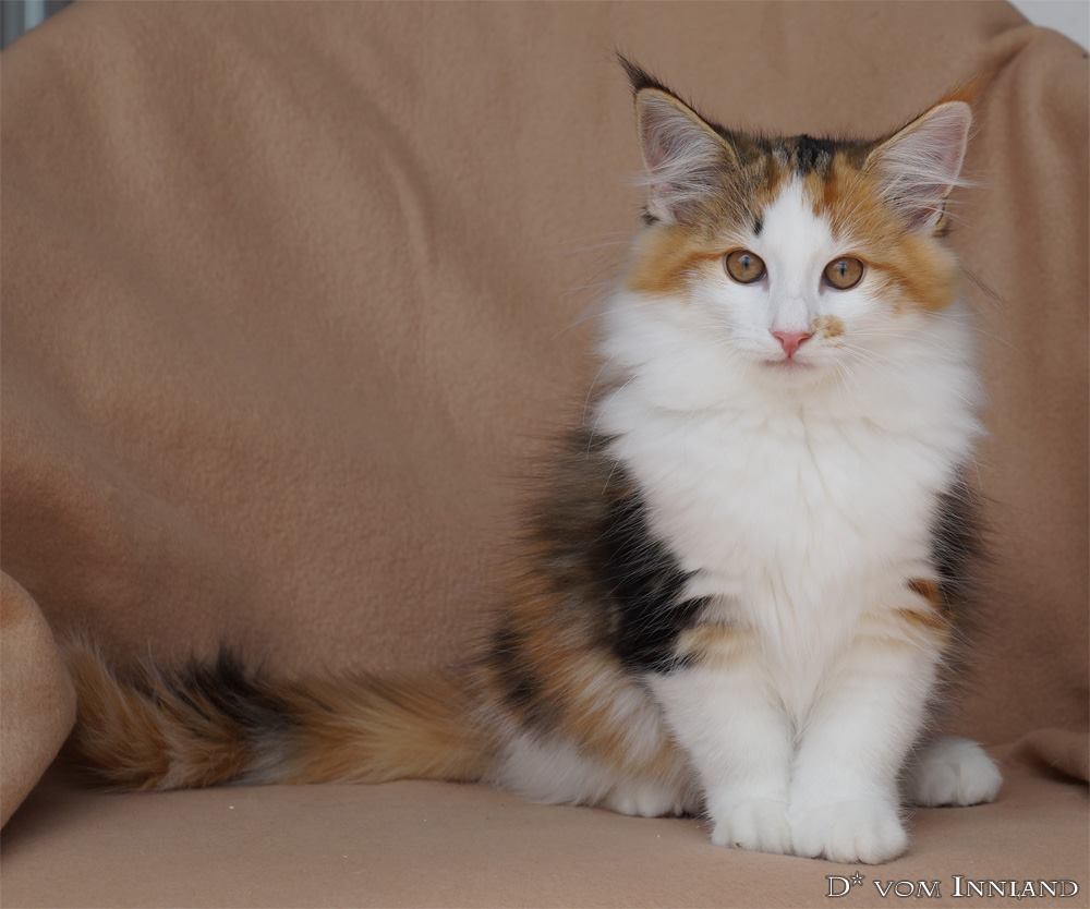 GATTI NORVEGESI E CUCCIOLI CAMPIONI INTERNAZIONALI DI BELLEZZA ALETTA