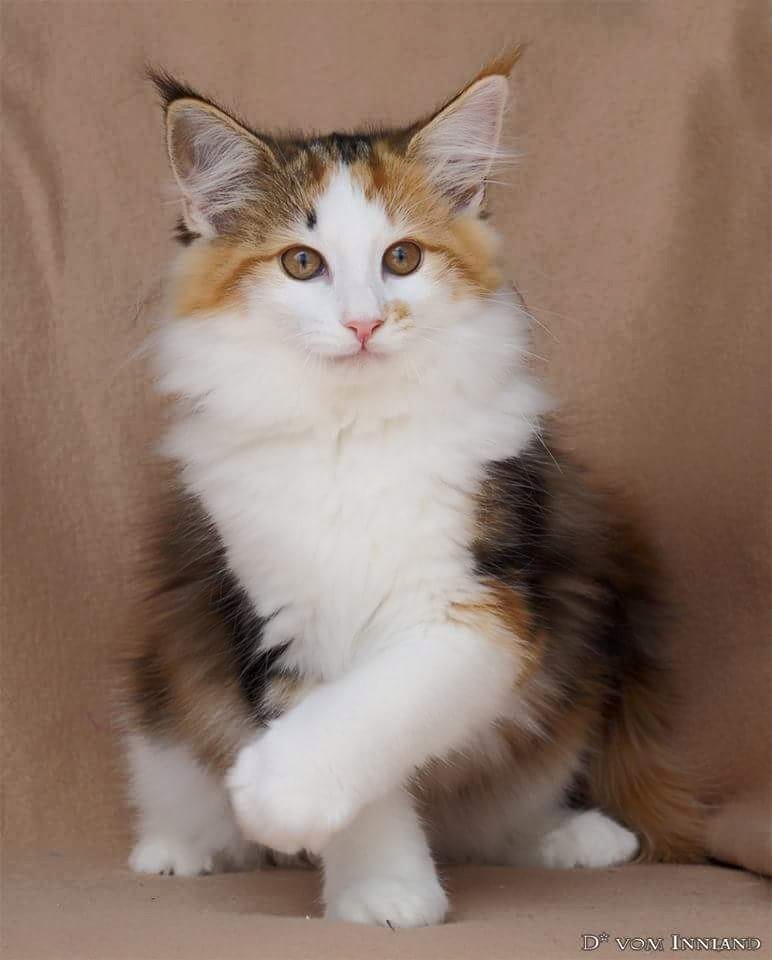 GATTI NORVEGESI E CUCCIOLI CAMPIONI INTERNAZIONALI DI BELLEZZA