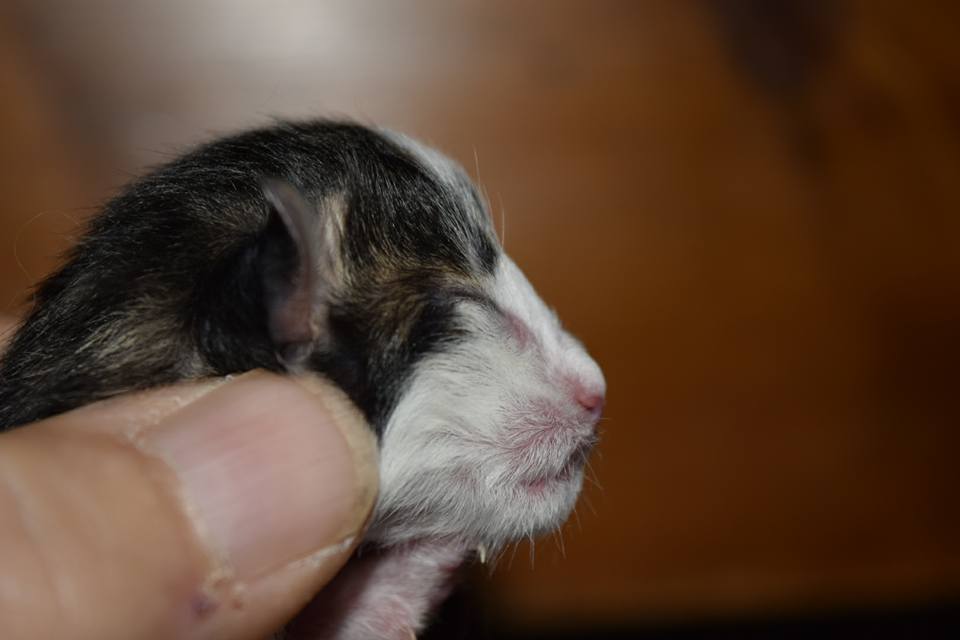 Arci4