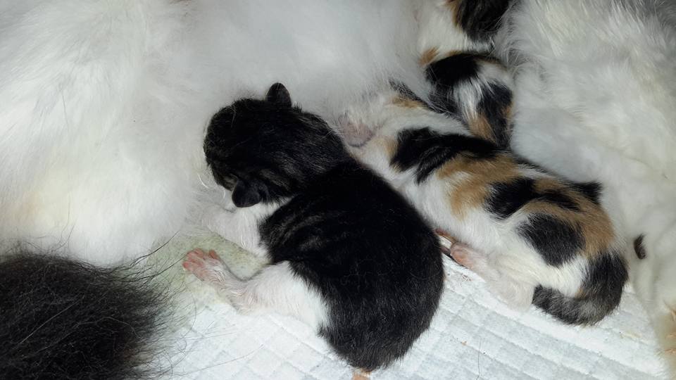 Cucciolata Arci