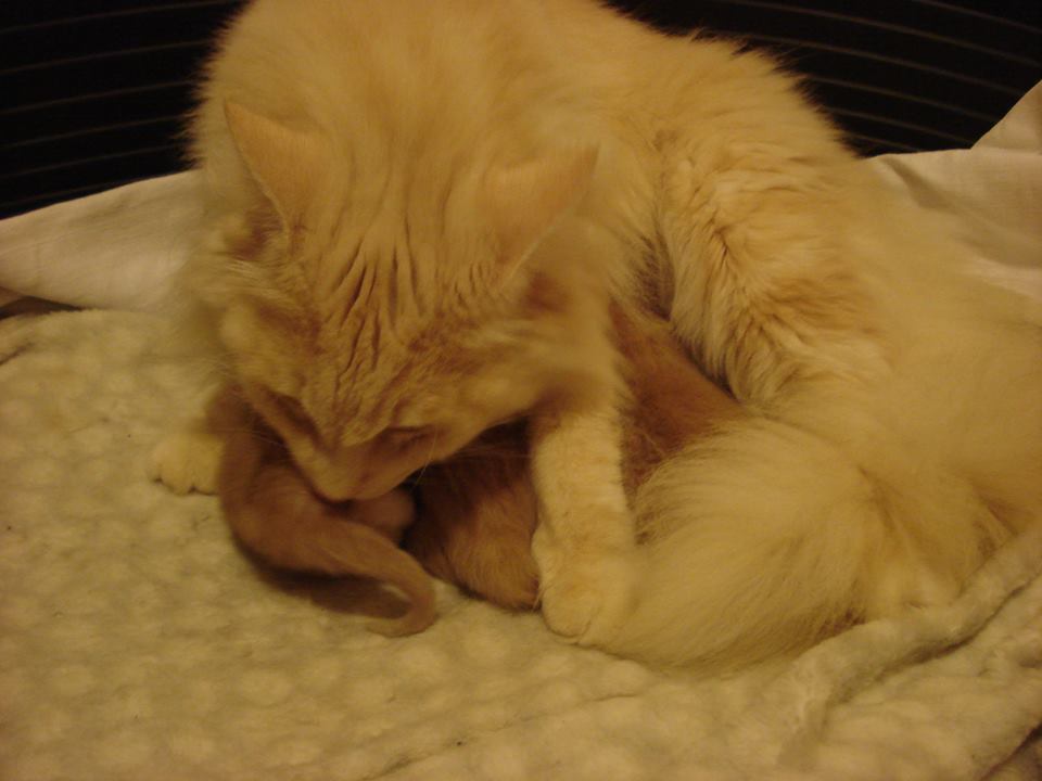 Cucciolata H 7 giorni