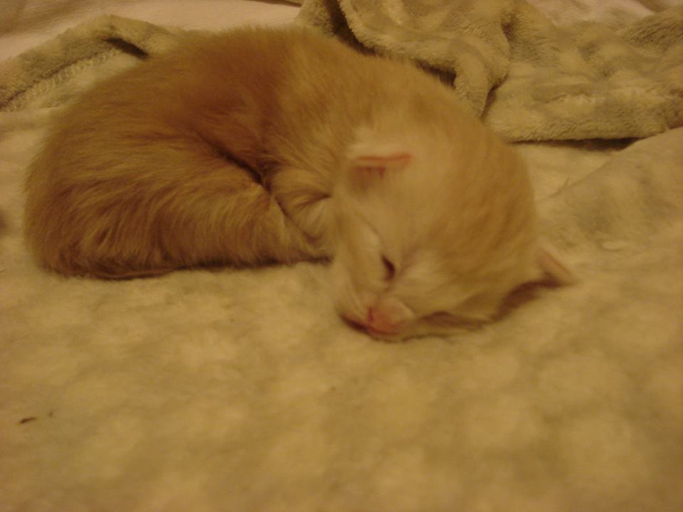 Cucciolata H 7 giorni 10