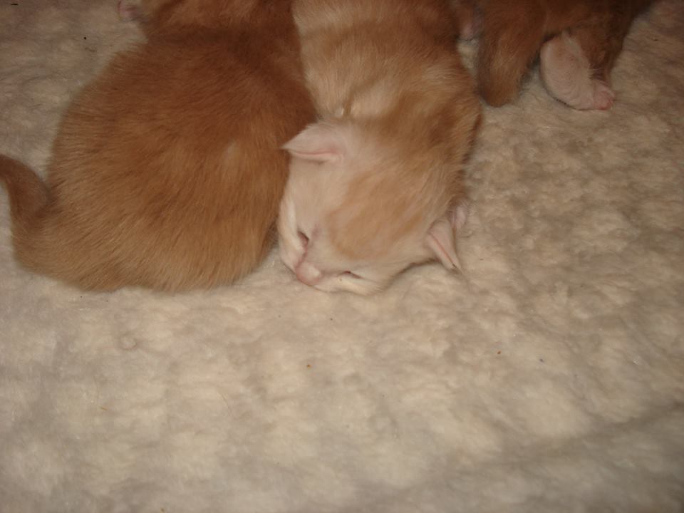 Cucciolata H 7 giorni 3