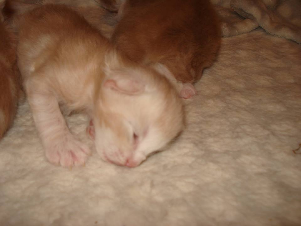 Cucciolata H 7 giorni 4