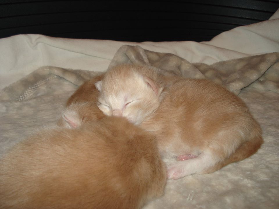 Cucciolata H 7 giorni 5