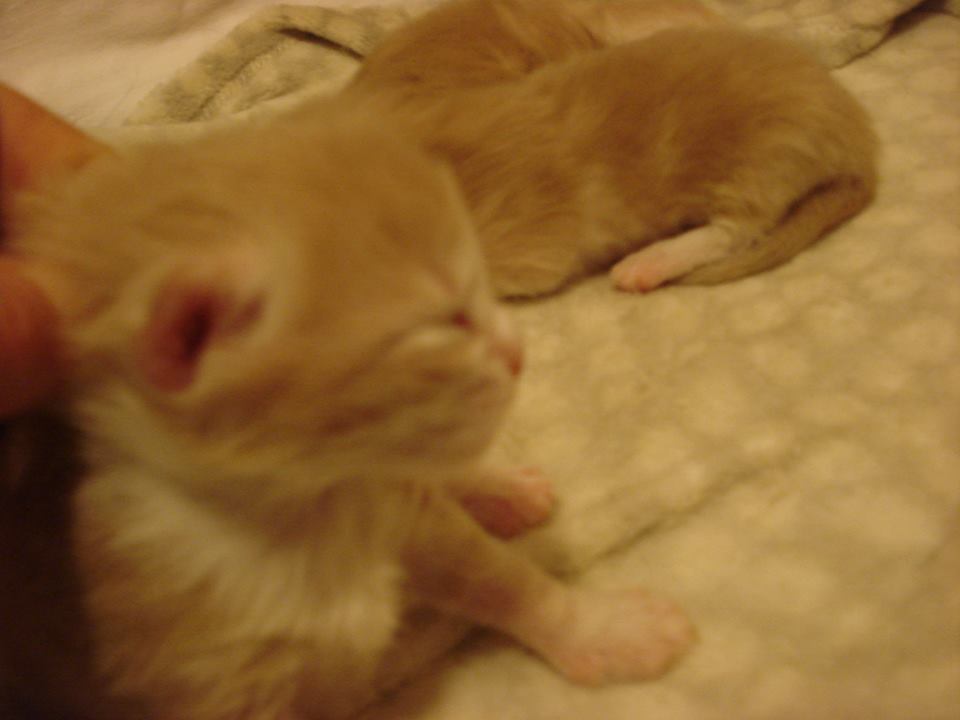 Cucciolata H 7 giorni 7