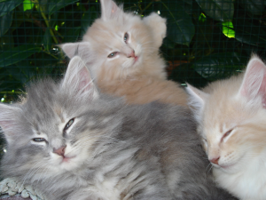 Cuccioli gatti norvegesi Nixon