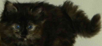 Cuccioli gatti norvegesi trinity