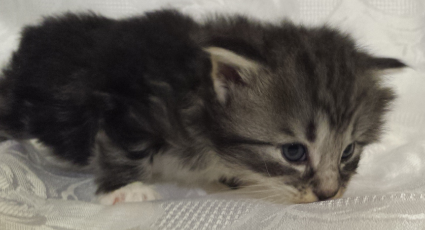 Cucciolo Gatto Norvegese UMA