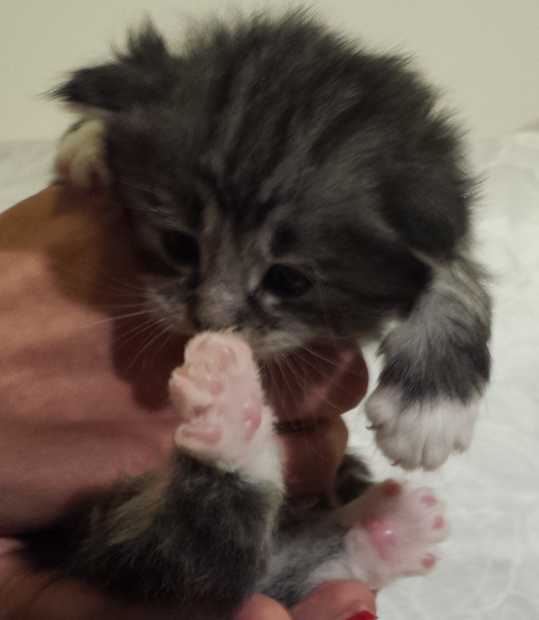 Cucciolo Gatto Norvegese UMA Cucciolo Gatto Norvegese UMA