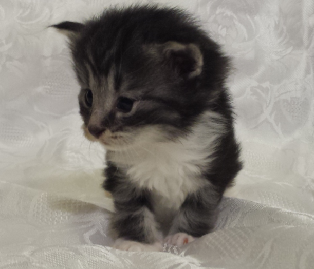 Cucciolo Gatto Norvegese UMea