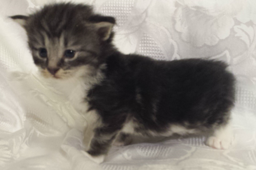 Cucciolo Gatto Norvegese UMea Cucciolo Gatto Norvegese UMea