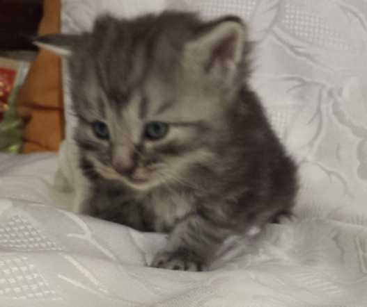 Cucciolo Gatto Norvegese Ugolino Cucciolo Gatto Norvegese Ugolino