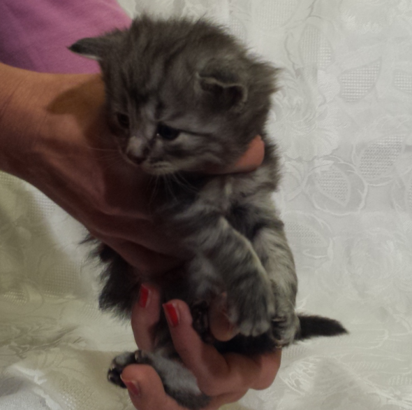 Cucciolo Gatto Norvegese Ugolino