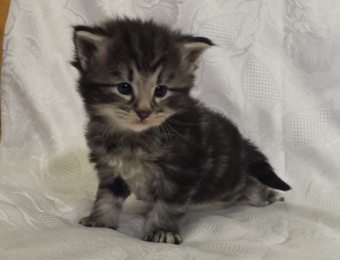 Cucciolo Gatto Norvegese Urime
