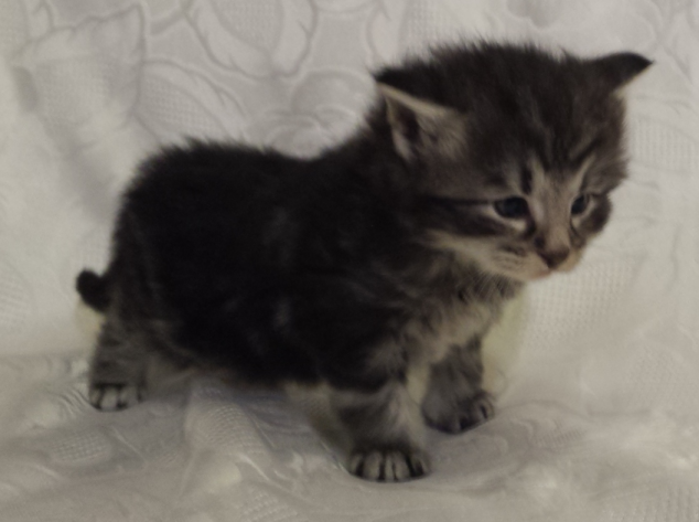 Cucciolo Gatto Norvegese Urime Cucciolo Gatto Norvegese Urime
