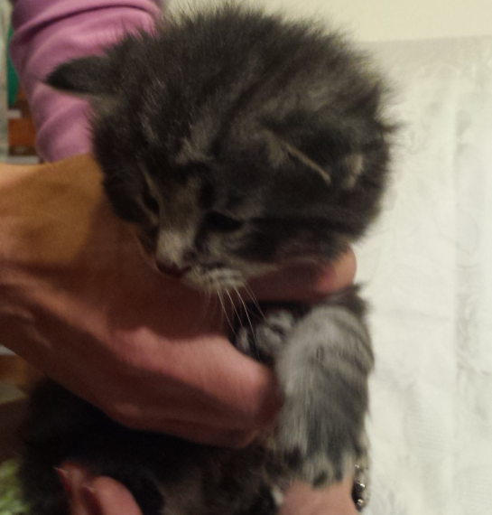 Cucciolo Gatto Norvegese Urime Cucciolo Gatto Norvegese Urime