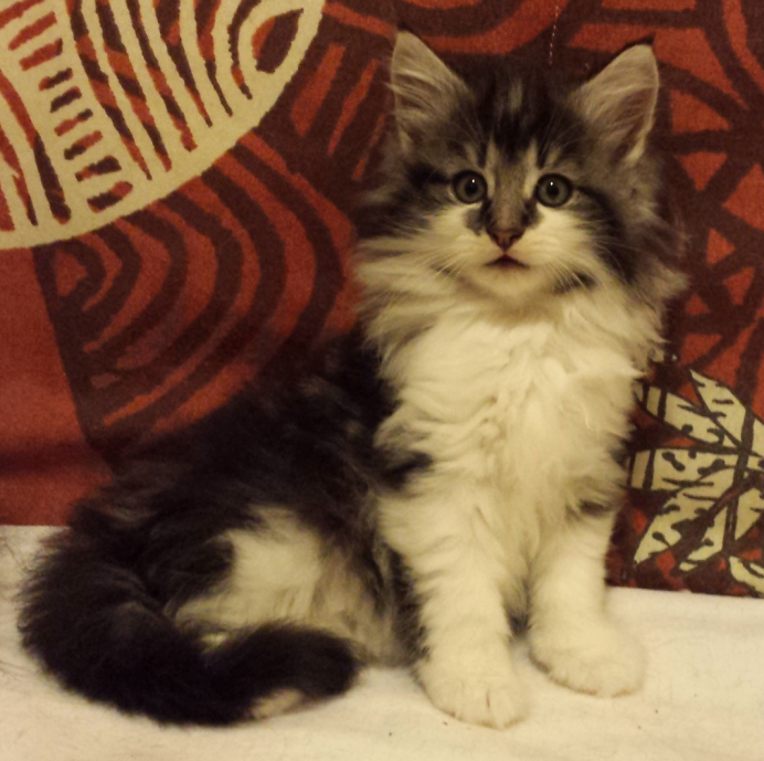 Cucciolo Gatto delle Foreste Norvegesi Disponibile Uguccione Cucciolo Gatto delle Foreste Norvegesi Disponibile Uguccione 7 a