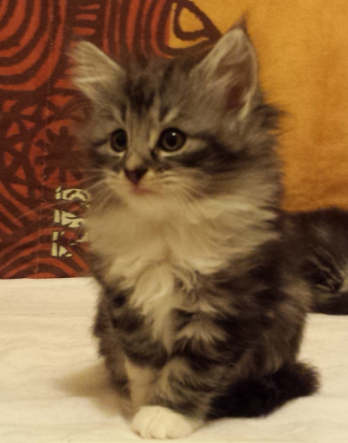 Cucciolo Gatto delle Foreste Norvegesi Disponibile Uma 7 a