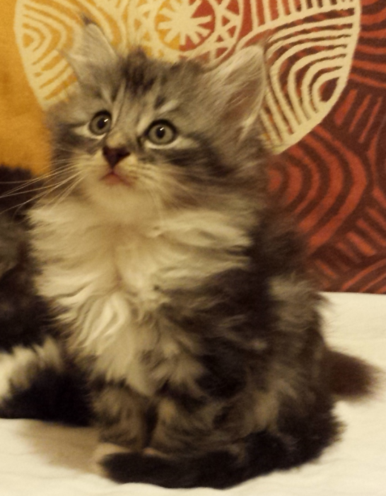 Cucciolo Gatto delle Foreste Norvegesi Disponibile Uma 7 c
