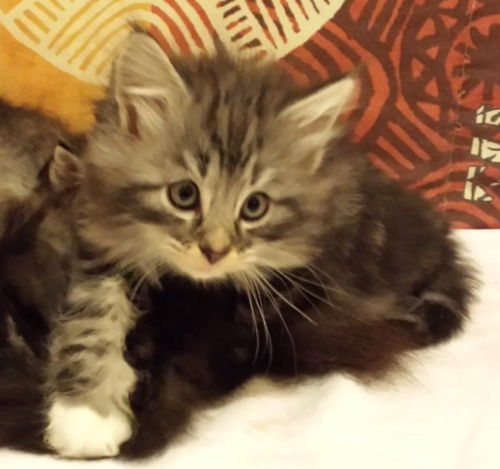 Cucciolo Gatto delle Foreste Norvegesi Disponibile Uma 7 e
