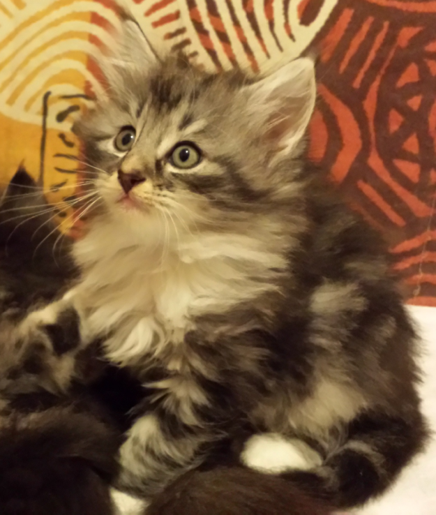 Cucciolo Gatto delle Foreste Norvegesi Disponibile Uma Cucciolo Gatto delle Foreste Norvegesi Disponibile Uma 7 f