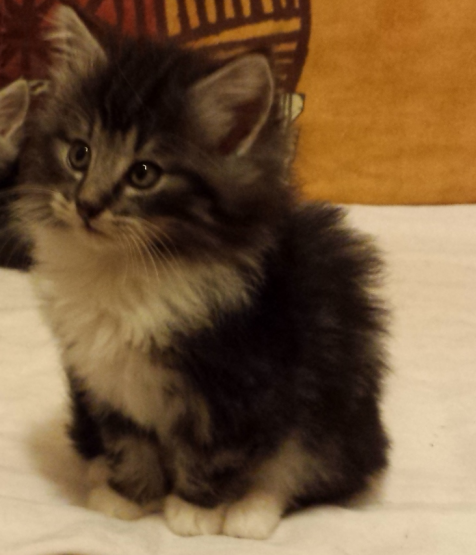 Cucciolo Gatto delle Foreste Norvegesi Disponibile Umea 7 a