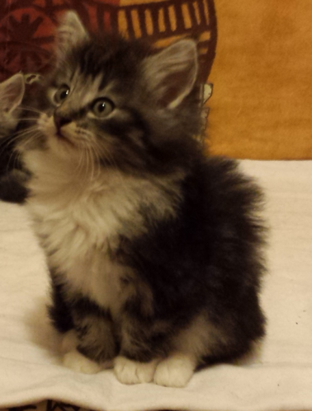 Cucciolo Gatto delle Foreste Norvegesi Disponibile Umea Cucciolo Gatto delle Foreste Norvegesi Disponibile Umea 7 c