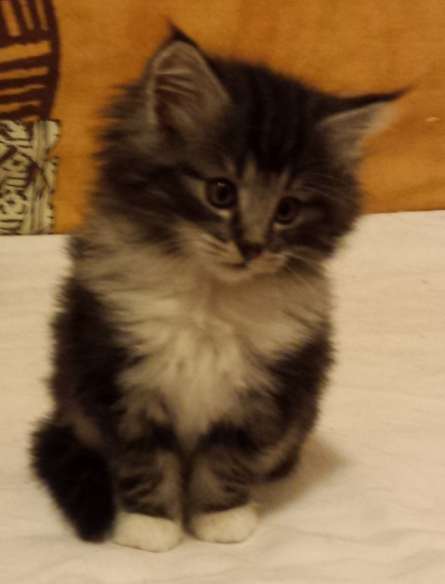 Cucciolo Gatto delle Foreste Norvegesi Disponibile Umea Cucciolo Gatto delle Foreste Norvegesi Disponibile Umea 7 e