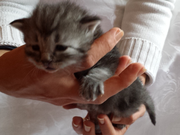 Cucciolo Gatto delle Foreste Norvegesi Ugolino b Cucciolo Gatto delle Foreste Norvegesi Ugolino b
