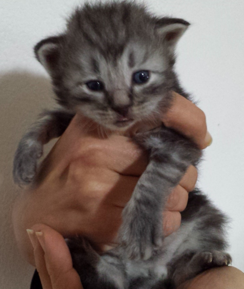 Cucciolo Gatto delle Foreste Norvegesi Ugolino c Cucciolo Gatto delle Foreste Norvegesi Ugolino c
