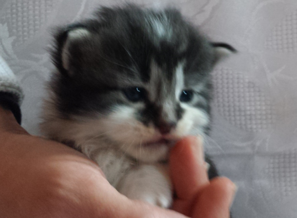 Cucciolo Gatto delle Foreste Norvegesi Uguccione b Cucciolo Gatto delle Foreste Norvegesi Uguccione b