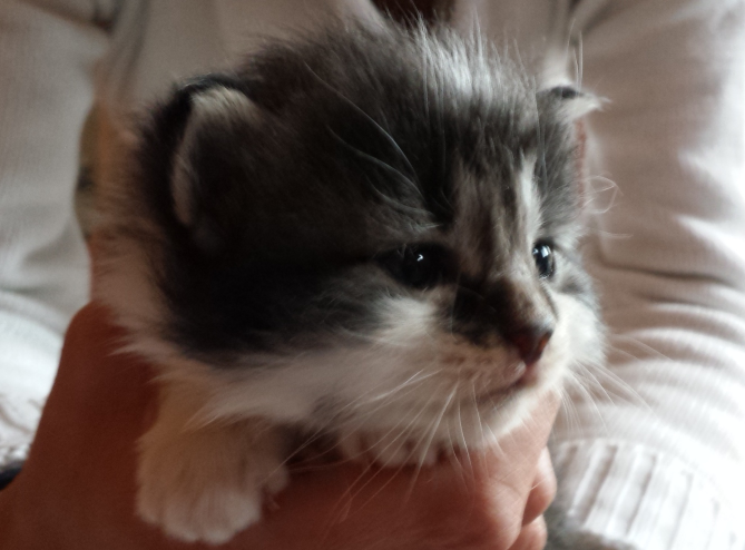 Cucciolo Gatto delle Foreste Norvegesi Uguccione c Cucciolo Gatto delle Foreste Norvegesi Uguccione c