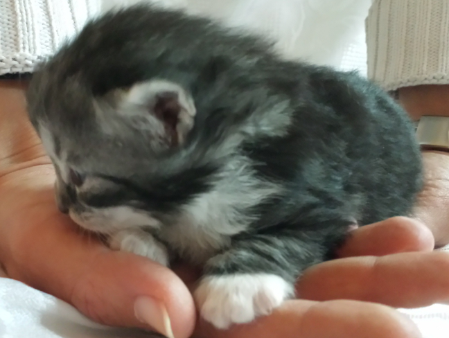 Cucciolo Gatto delle Foreste Norvegesi Uma a