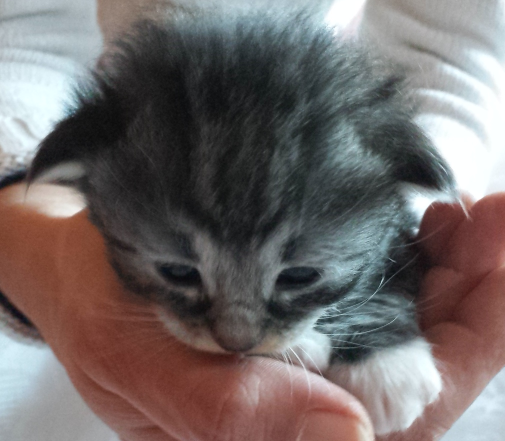 Cucciolo Gatto delle Foreste Norvegesi Uma b Cucciolo Gatto delle Foreste Norvegesi Uma b