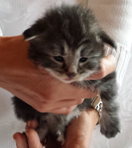 Cucciolo Gatto delle Foreste Norvegesi Urime b Cucciolo Gatto delle Foreste Norvegesi Urime b