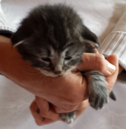 Cucciolo Gatto delle Foreste Norvegesi Urime c Cucciolo Gatto delle Foreste Norvegesi Urime c