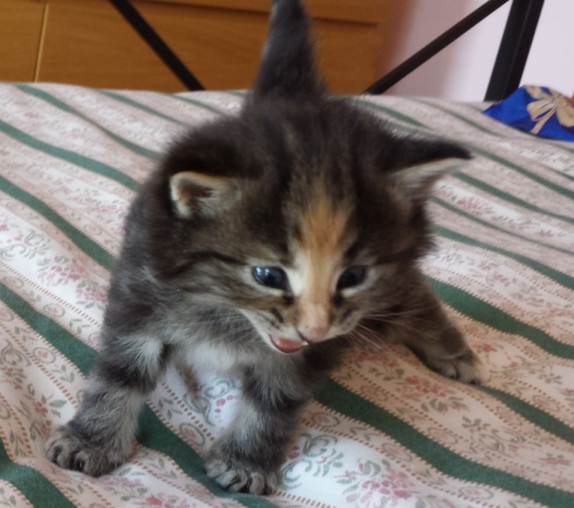 Cucciolo Gatto delle Foreste Norvegesi disponibile Vega Cucciolo Gatto delle Foreste Norvegesi disponibile Vega 4 e