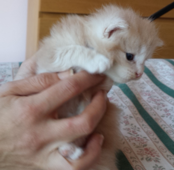 Cucciolo Gatto delle Foreste Norvegesi disponibile Venerdi Cucciolo Gatto delle Foreste Norvegesi disponibile Venerdi 4 a