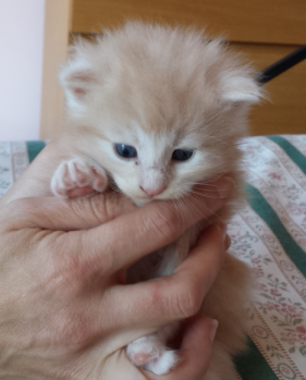 Cucciolo Gatto delle Foreste Norvegesi disponibile Venerdi Cucciolo Gatto delle Foreste Norvegesi disponibile Venerdi 4 b