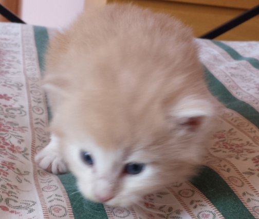 Cucciolo Gatto delle Foreste Norvegesi disponibile Venerdi Cucciolo Gatto delle Foreste Norvegesi disponibile Venerdi 4 d