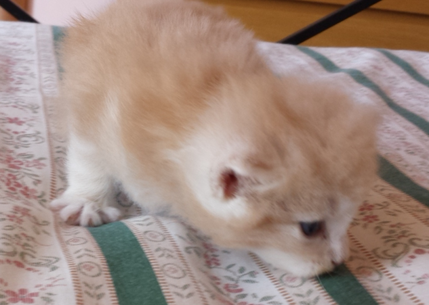 Cucciolo Gatto delle Foreste Norvegesi disponibile Venerdi Cucciolo Gatto delle Foreste Norvegesi disponibile Venerdi 4 e