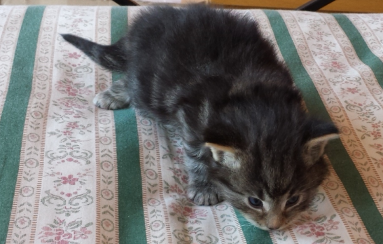 Cucciolo Gatto delle Foreste Norvegesi disponibile Viola Cucciolo Gatto delle Foreste Norvegesi disponibile Viola 4 a