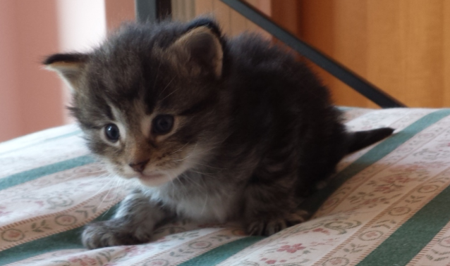 Cucciolo Gatto delle Foreste Norvegesi disponibile Viola Cucciolo Gatto delle Foreste Norvegesi disponibile Viola 4 b