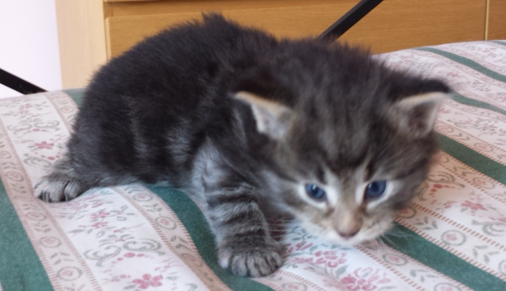 Cucciolo Gatto delle Foreste Norvegesi disponibile Viola Cucciolo Gatto delle Foreste Norvegesi disponibile Viola 4 d