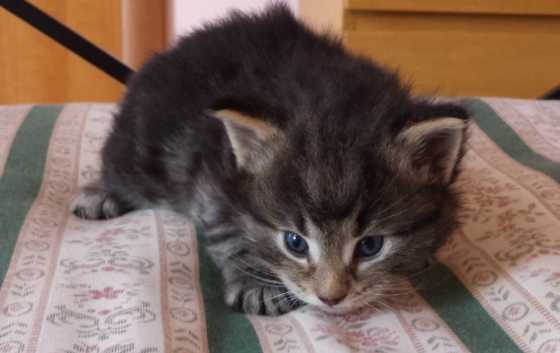 Cucciolo Gatto delle Foreste Norvegesi disponibile Viola Cucciolo Gatto delle Foreste Norvegesi disponibile Viola 4 e