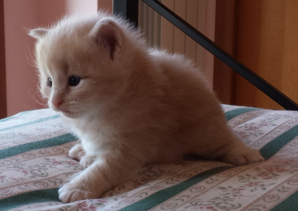 Cucciolo Gatto delle Foreste Norvegesi disponibile Vladimiro Cucciolo Gatto delle Foreste Norvegesi disponibile Vladimiro4 a